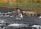 Osprey Dives for Trout